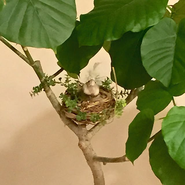 mignonさんの実例写真