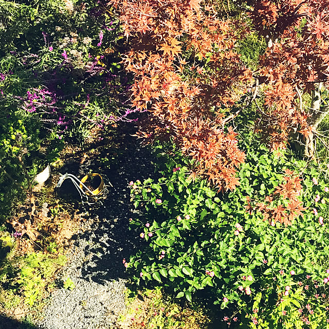 portulacaさんの実例写真