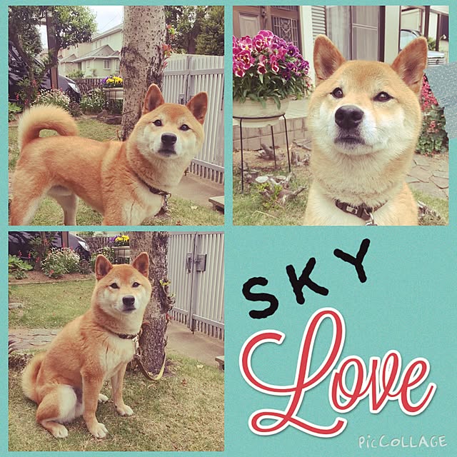 shibaさんの実例写真