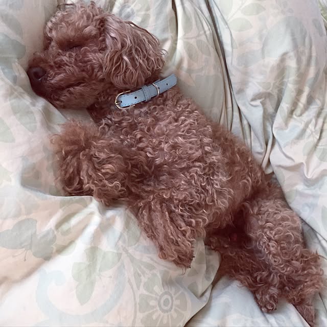yukkoさんの実例写真