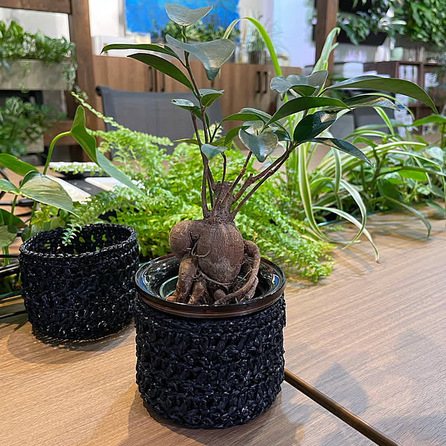 Taekoさんの実例写真