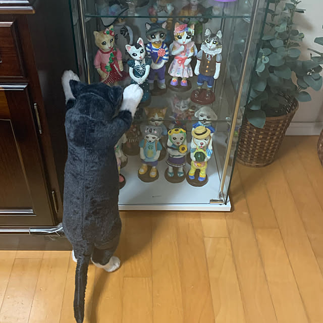 kotatsuさんの実例写真