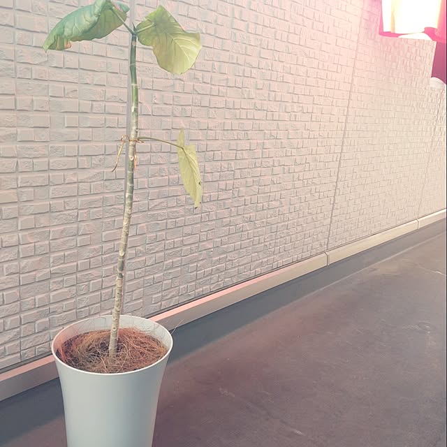 tan5さんの実例写真