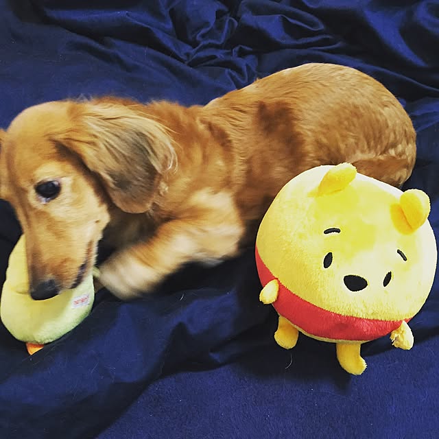 cocoaさんの実例写真