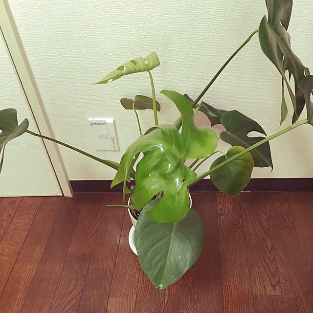 Michikoさんの実例写真