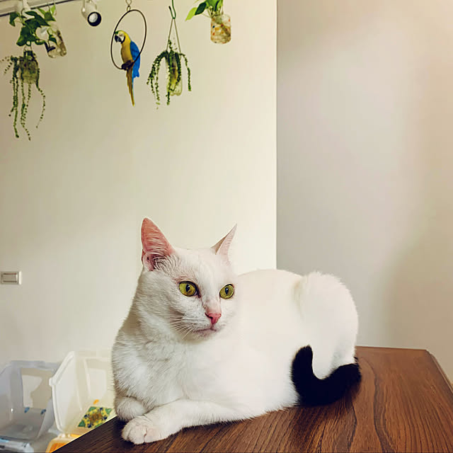 pcu110さんの実例写真