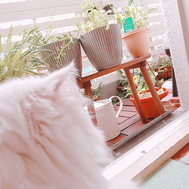 hakutomoroさんの実例写真