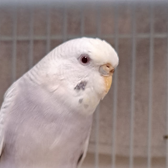 blueさんの実例写真