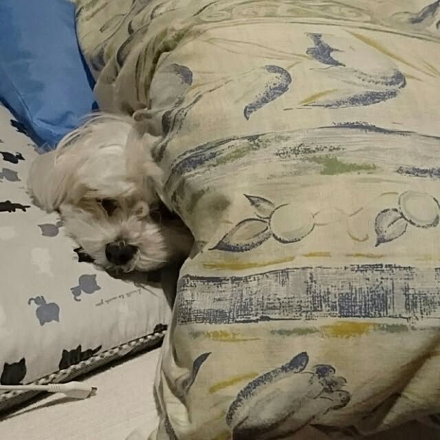 pocoさんの実例写真