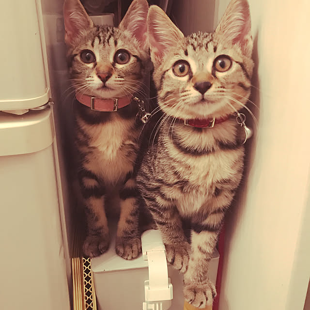 emikoさんの実例写真
