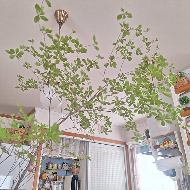 Blancheさんの部屋