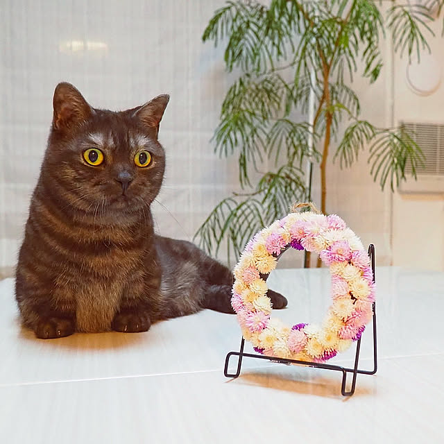 tomatoさんの実例写真
