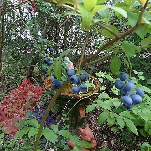 kanamiさんの実例写真