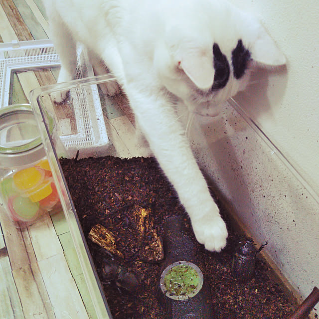 yukieさんの実例写真