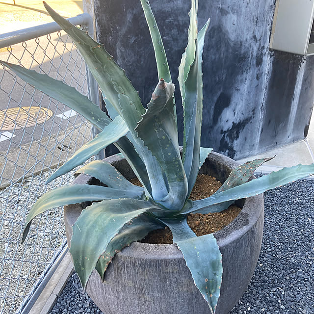 kokoroさんの実例写真