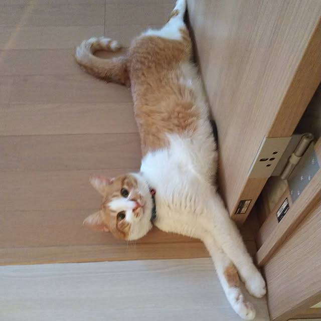 uutann320mozukuさんの実例写真