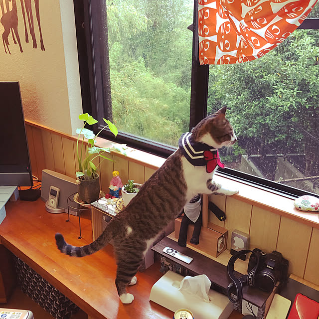 jijiさんの実例写真