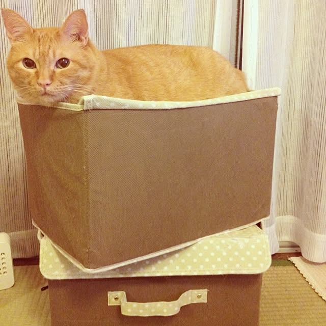 malaikaさんの実例写真