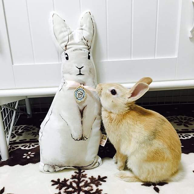 Rainさんの実例写真
