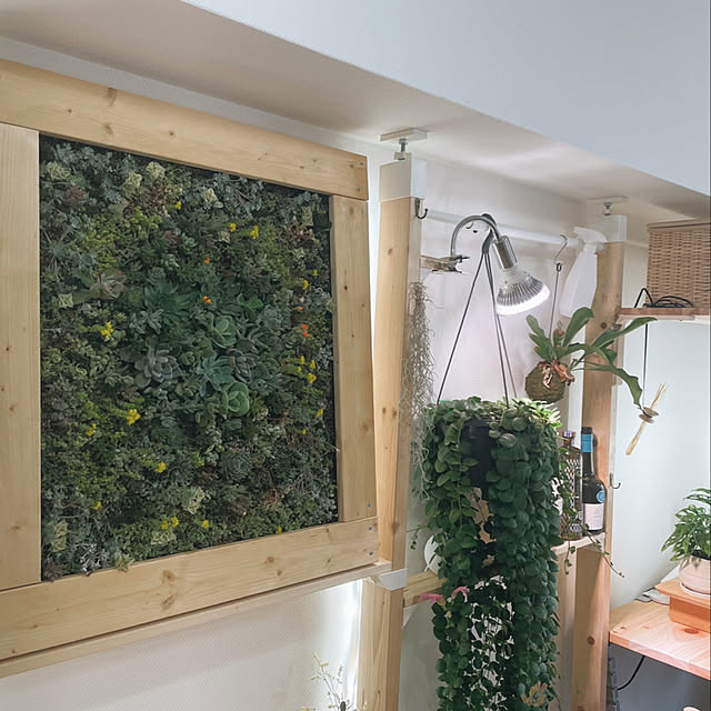 多肉植物/観葉植物/DIY/ハンドメイド/リビングのインテリア実例 - 2021-05-01 13:04:51