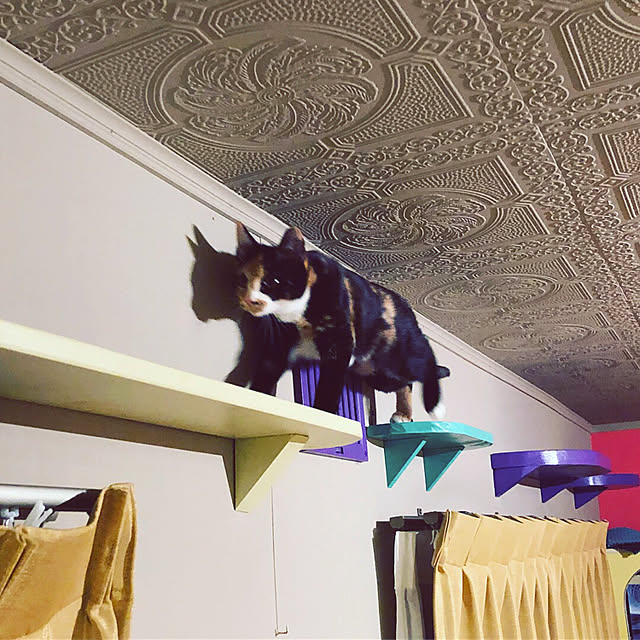 nekobusさんの実例写真