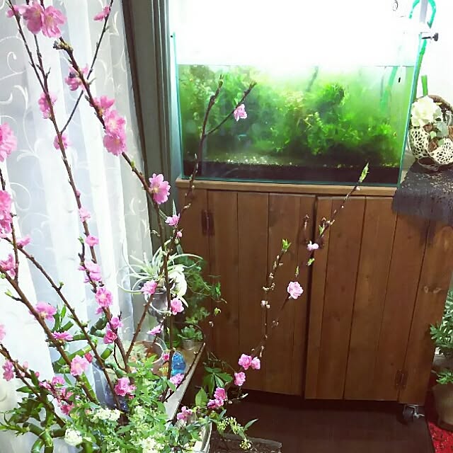 KOHAKUさんの実例写真