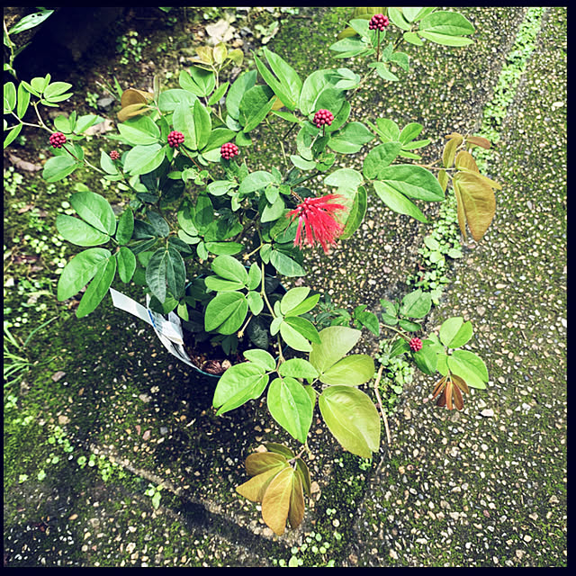 yukarin-gardenさんの実例写真