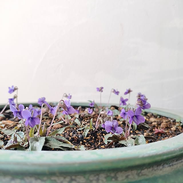 hana-さんの部屋