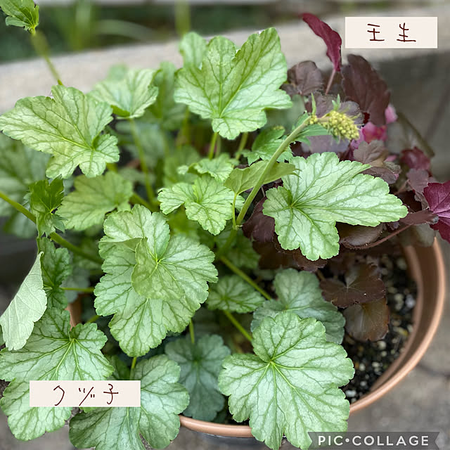 buchiさんの部屋