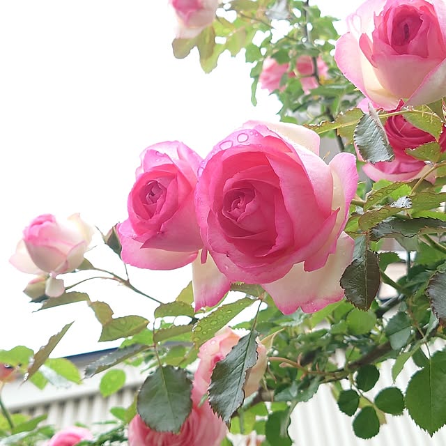 fleur-mamanさんの部屋