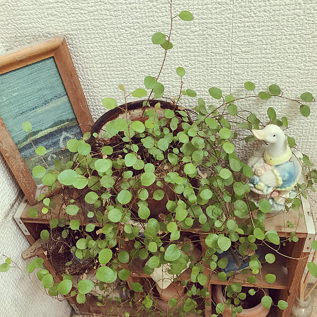 100均/観葉植物/雑貨/ダイソー/バス/トイレのインテリア実例 - 2019-05-29 00:14:39