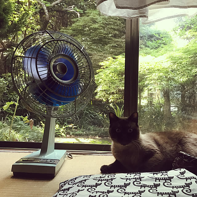 neko-2.2.2runmuさんの実例写真