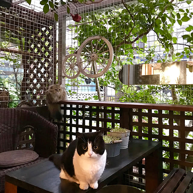 butachanさんの実例写真