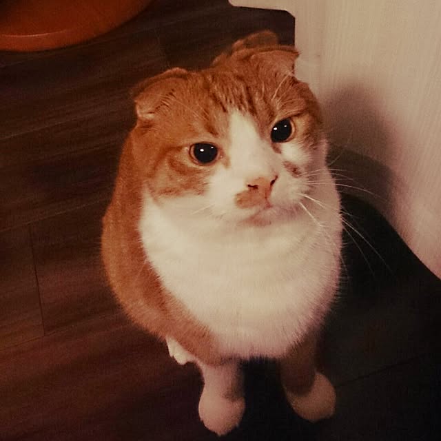 Sachiさんの実例写真