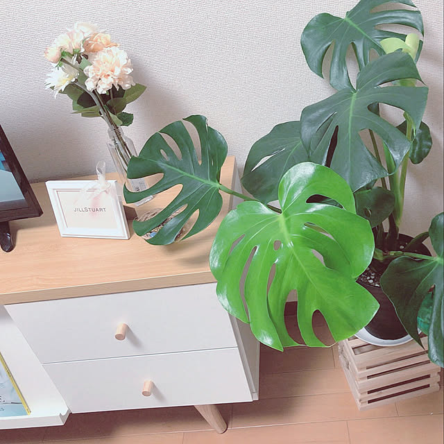 DIY/セリア/100均/ナチュラル/観葉植物...などのインテリア実例 - 2020-09-08 21:14:35