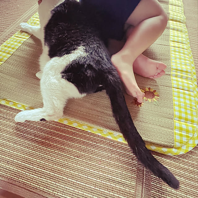 nekosamaさんの実例写真