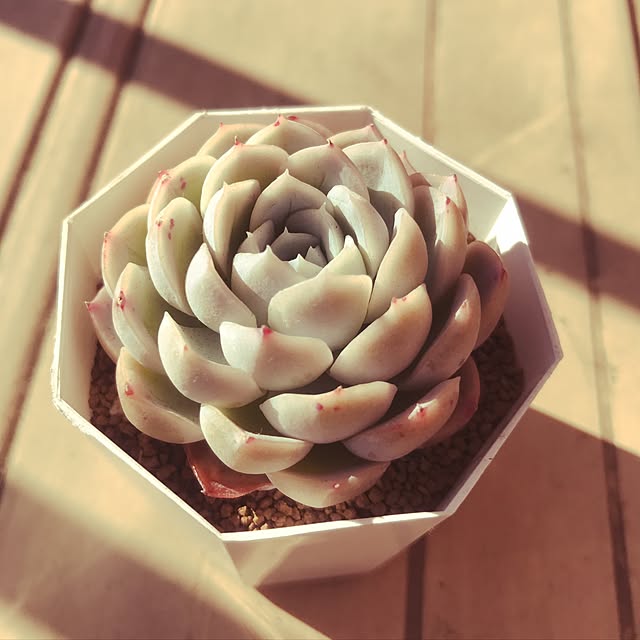 miniさんの実例写真