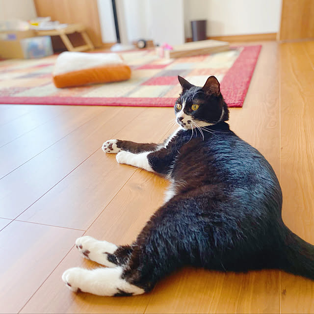 star..さんの実例写真