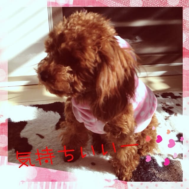 cocoさんの実例写真
