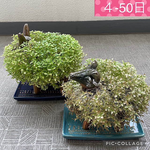 aureaさんの実例写真