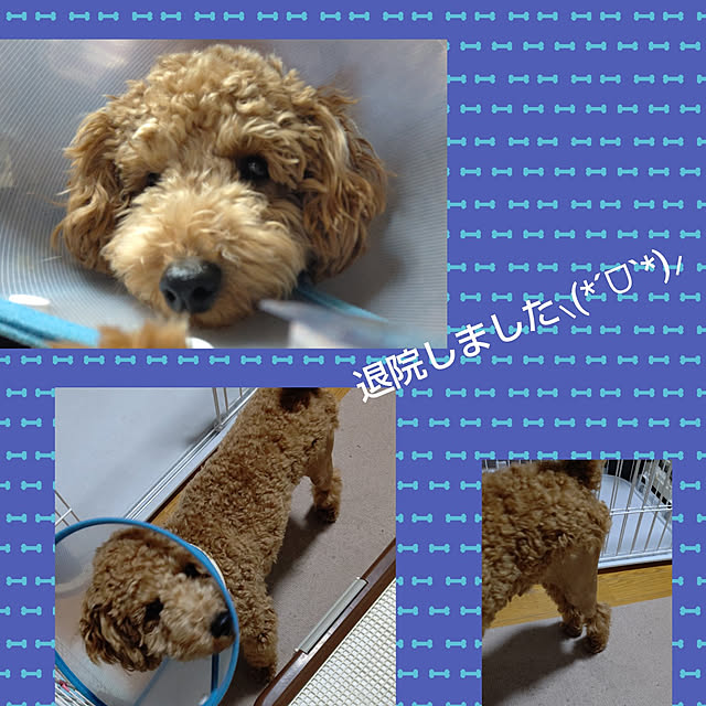 yumirinさんの実例写真