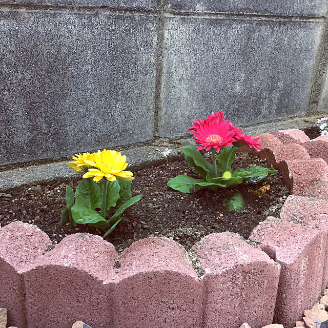 richanさんの実例写真