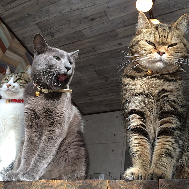 annさんの実例写真