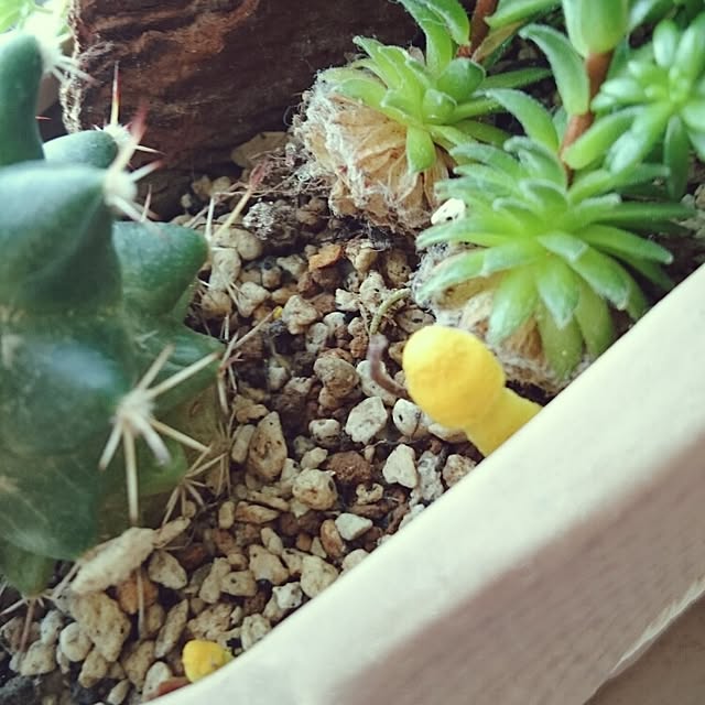 yukixx328さんの実例写真