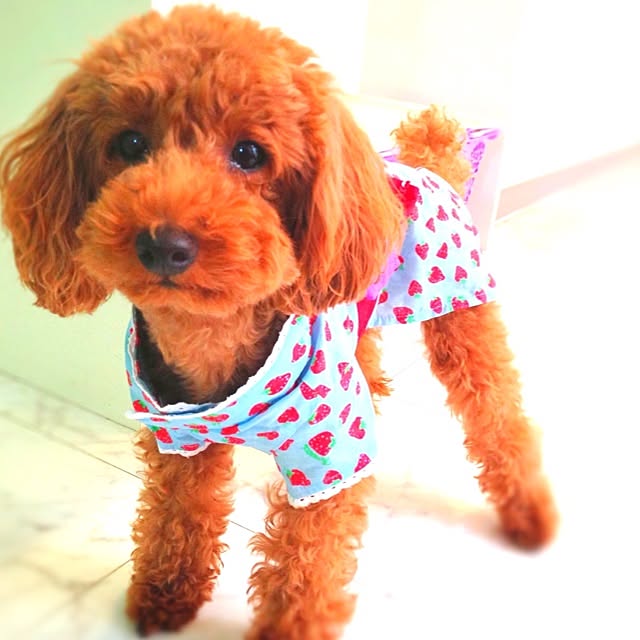 popさんの実例写真
