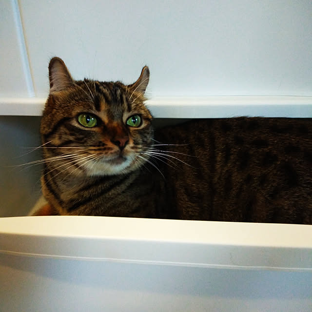 canekoさんの実例写真