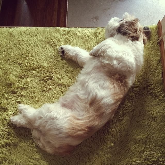 lenkaさんの実例写真