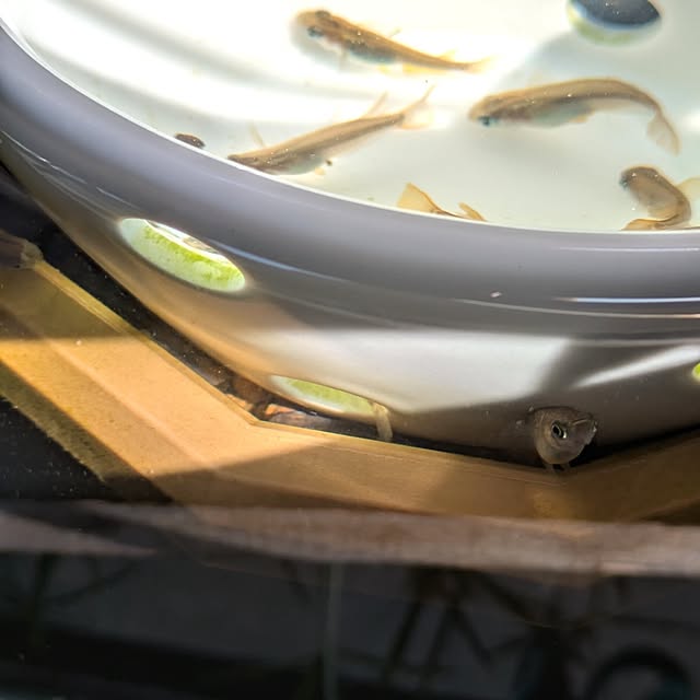 mi-saさんの部屋