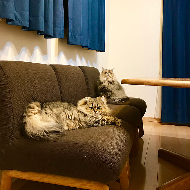 butachanさんの実例写真