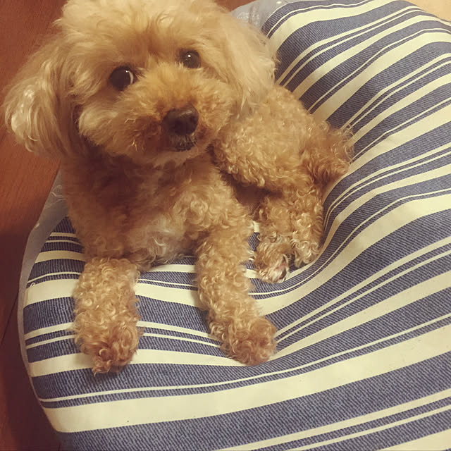 jasmineさんの実例写真